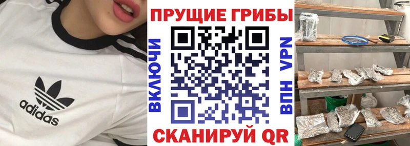 Псилоцибиновые грибы Psilocybe  магазин продажи   гидра ССЫЛКА  Биробиджан 
